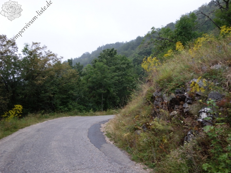 heuffelii from Pivska planina