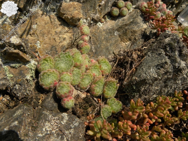 ciliosum ssp. ciliosum (borisii) from Kokalyane
