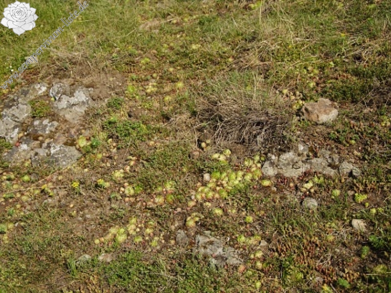 globiferum ssp. globiferum from Branišovský vrch