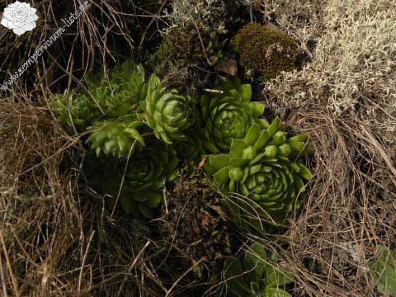globiferum ssp. globiferum from Kamenec (Süd 1)