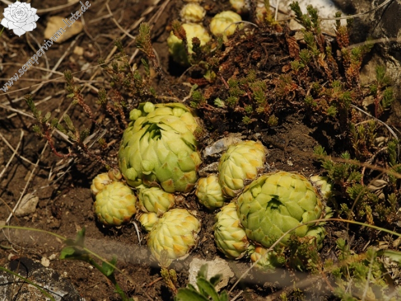 globiferum ssp. globiferum from road Srbsko - Karlštejn