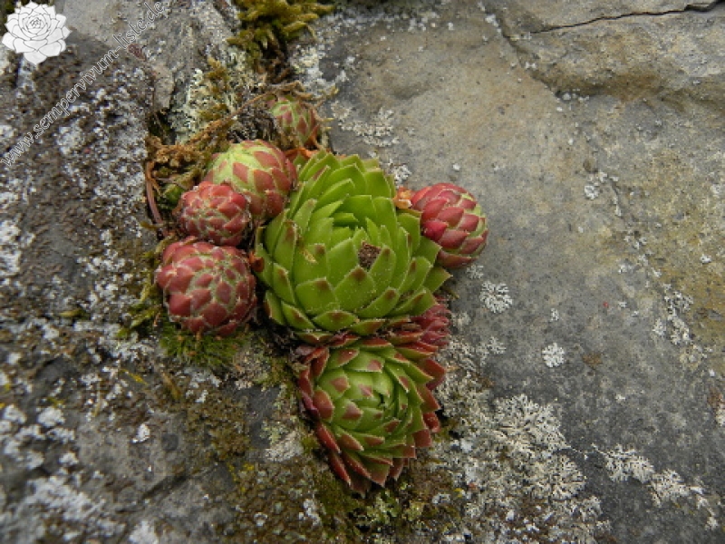 globiferum ssp. globiferum from Kozinec