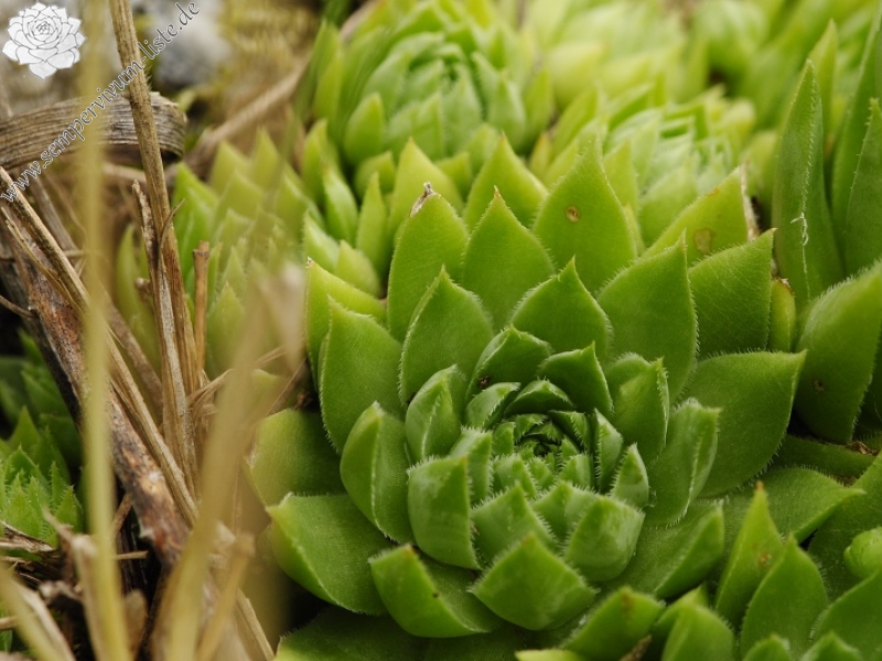 globiferum ssp. hirtum from Bratislava, Parlament
