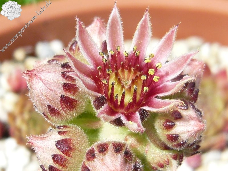 cantabricum ssp. guadarramense from Puerto de Navafria