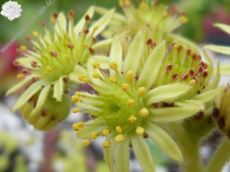 ciliosum ssp. octopodes from Mali Hat