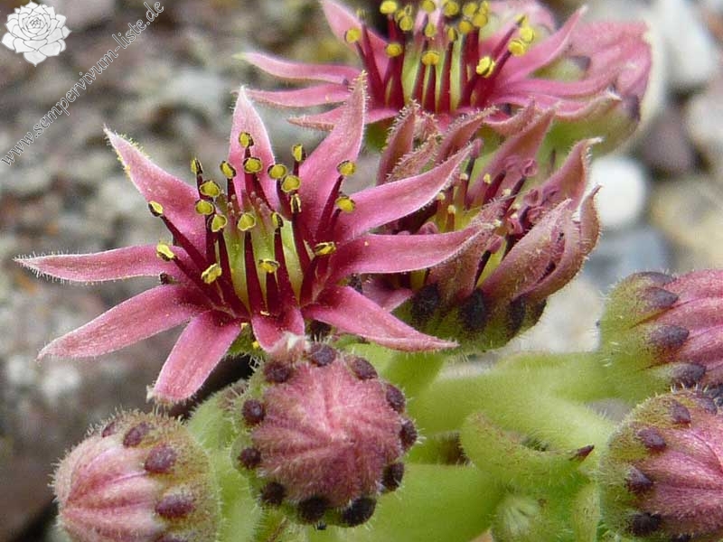 cantabricum