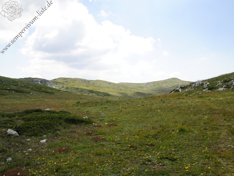 ciliosum ssp. ciliosum (galicicum) from Magaro, NO Abhang