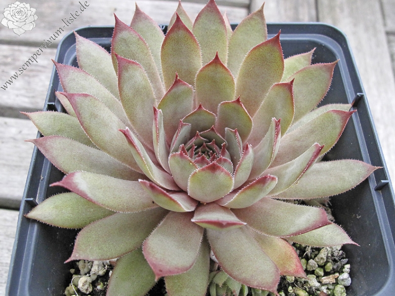 Kautangel