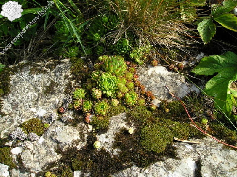 globiferum ssp. hirtum (preissianum) from Zvolen