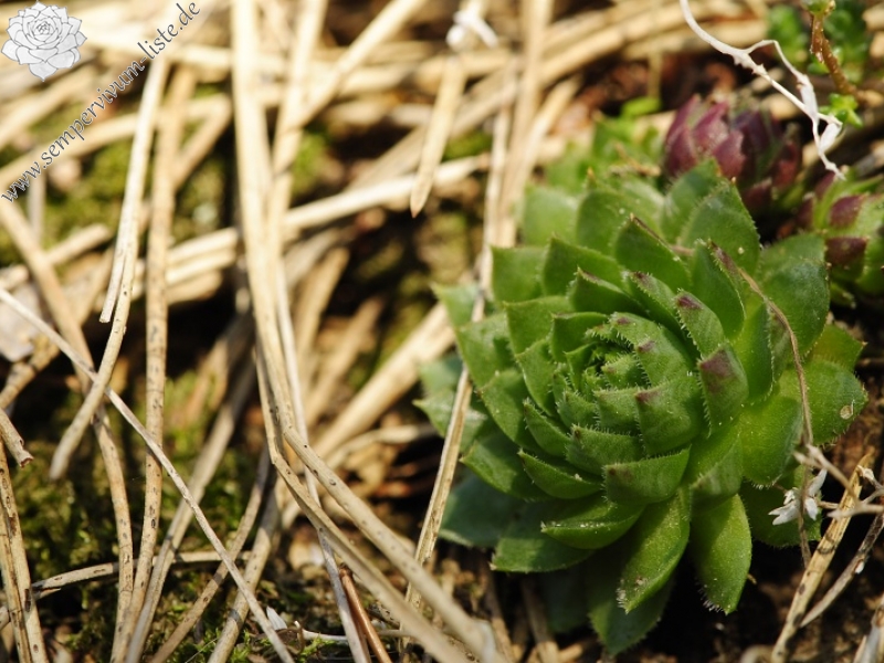globiferum ssp. globiferum from Boseň, Burg Valečov