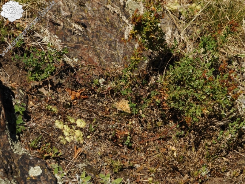 globiferum ssp. globiferum from Hudlická skála