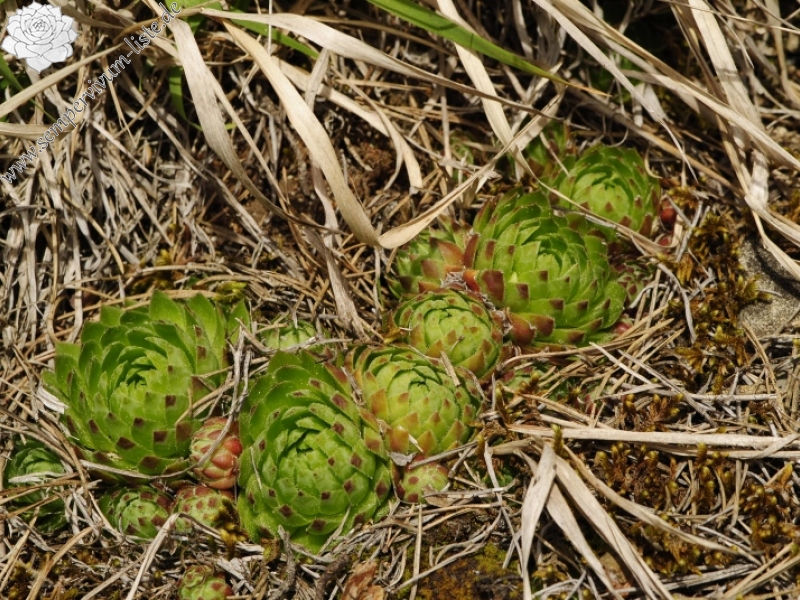 globiferum ssp. globiferum from Čepice, NO