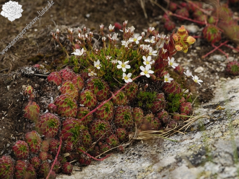 ciliosum ssp. octopodes from Ilinden, N Abhang