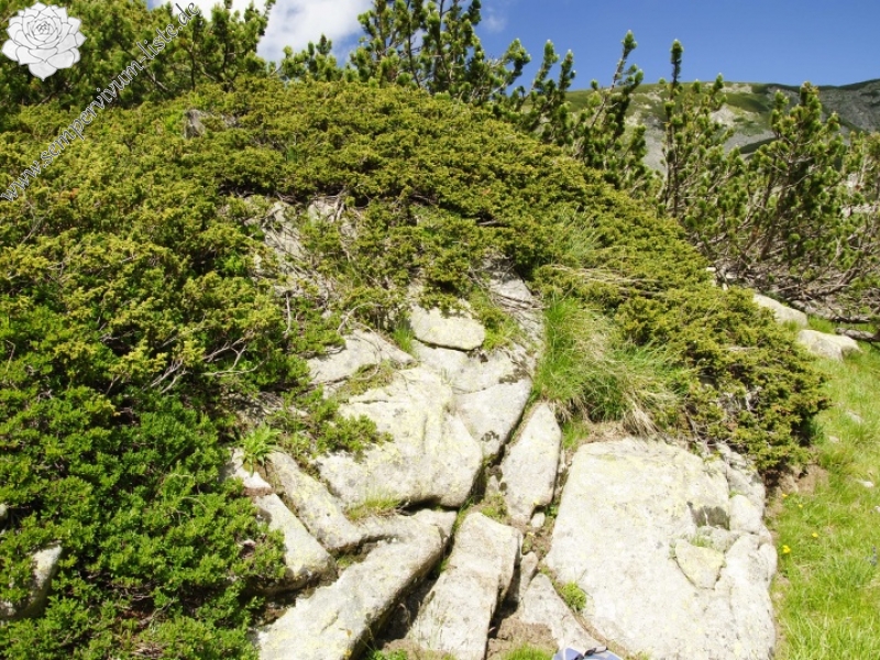 heuffelii from Dlgoto ezero