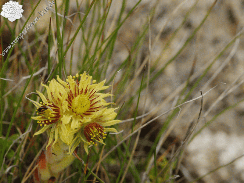 ciliosum ssp. octopodes from Stiv (Gipfel)