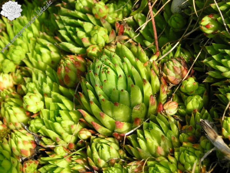 globiferum ssp. hirtum (preissianum) from Zvolen