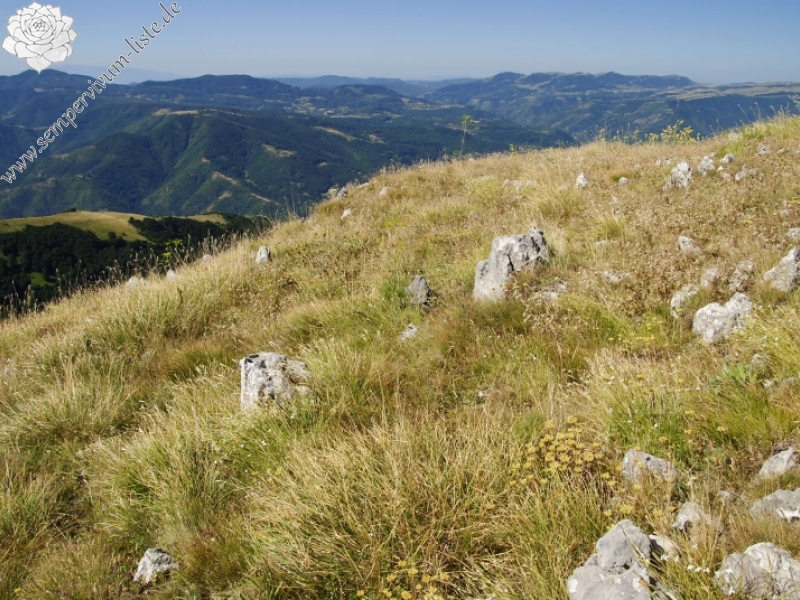 heuffelii from Kobilini steni, Süd
