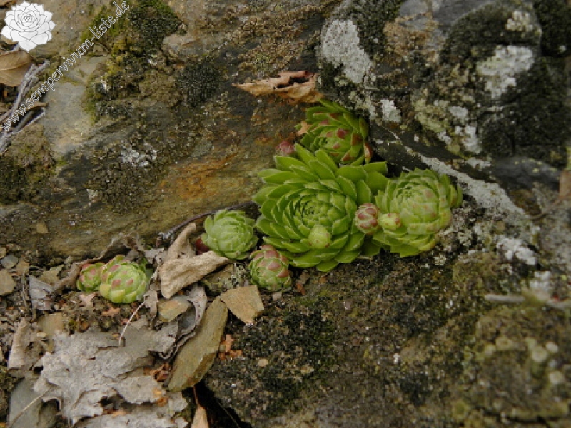 globiferum ssp. globiferum from Kamenec (Süd 2)