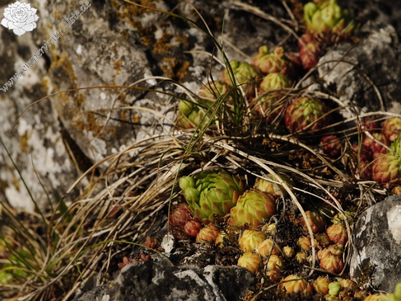 globiferum ssp. globiferum from Srbsko, nordöstlich