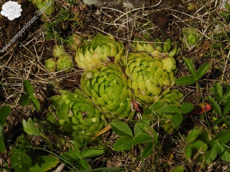 globiferum ssp. globiferum from Nevděk