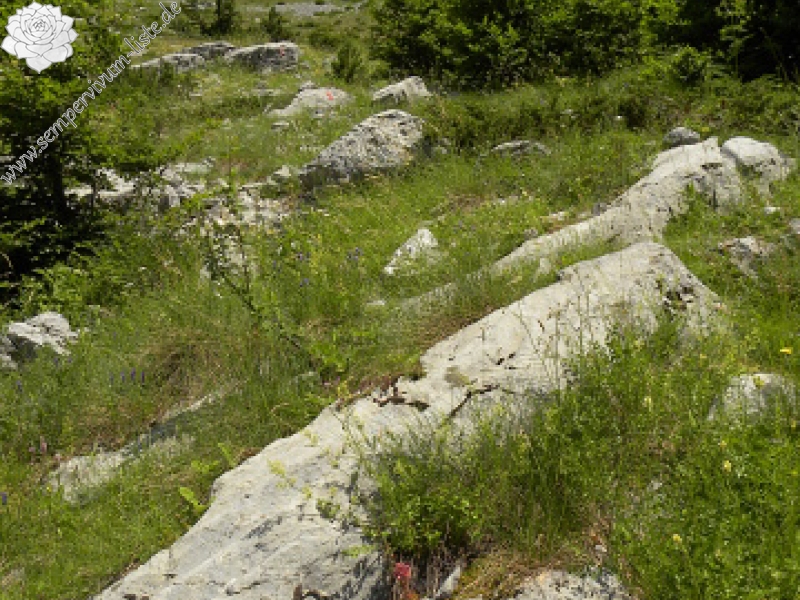 marmoreum from Korita
