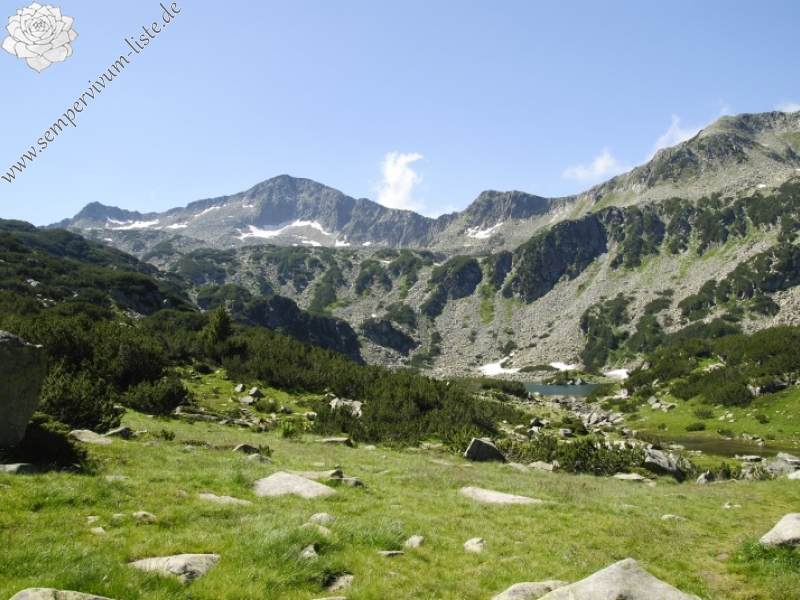 heuffelii from Ribnosee, unterhalb
