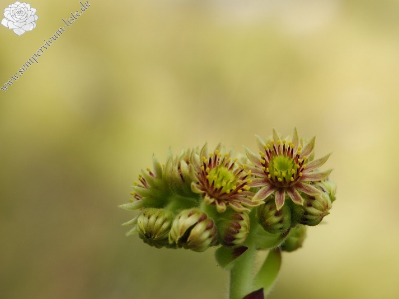 ciliosum x S. marmoreum from Lipova Livada (ü. d. Straße)