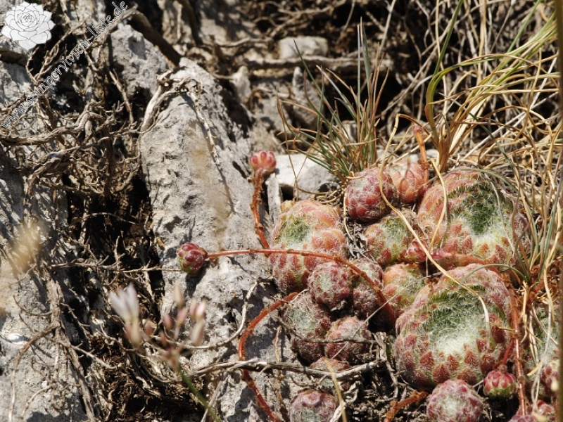 ciliosum ssp. ciliosum from Lipova Livada
