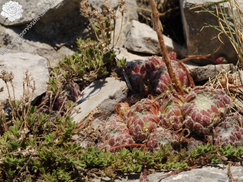 ciliosum ssp. ciliosum from Lipova Livada