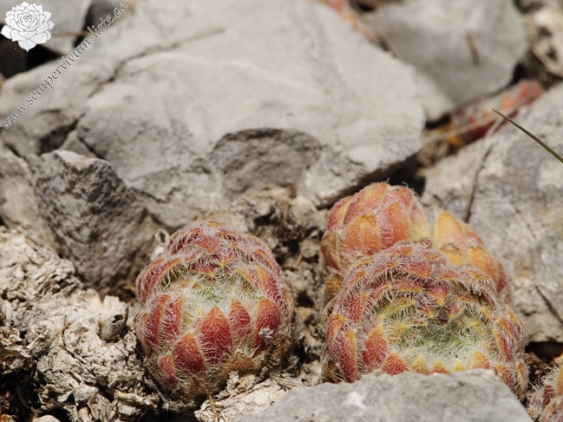 ciliosum ssp. ciliosum from Lipova Livada