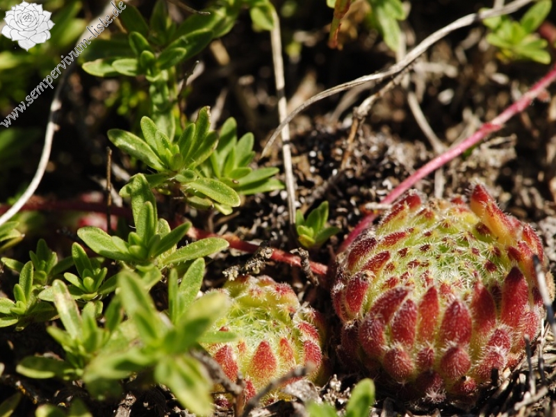 ciliosum ssp. octopodes from Stiv (N Abhang Steinmeer)