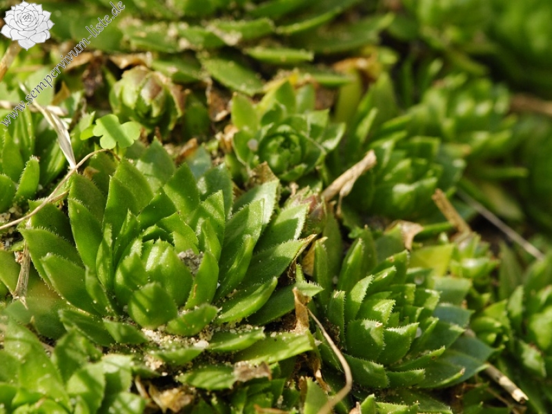 globiferum ssp. globiferum from Boseň, Burg Valečov
