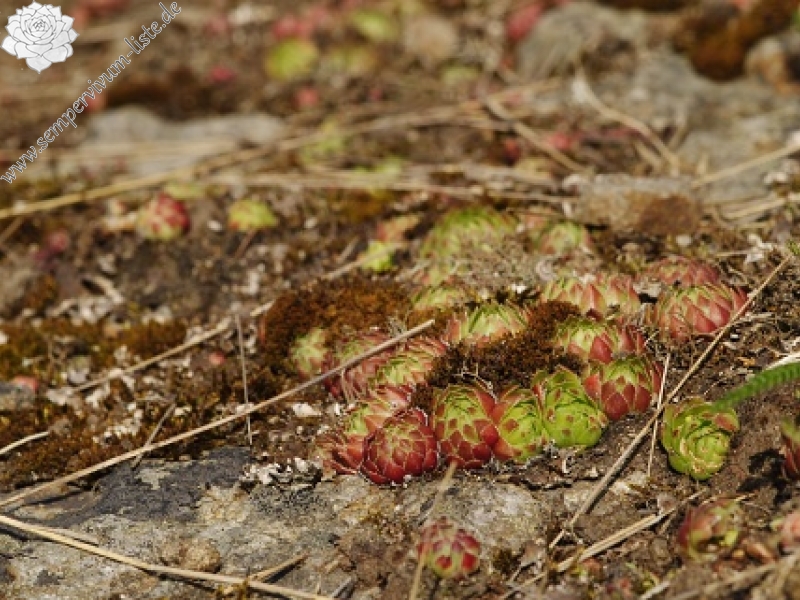 globiferum ssp. globiferum from Branišovský vrch