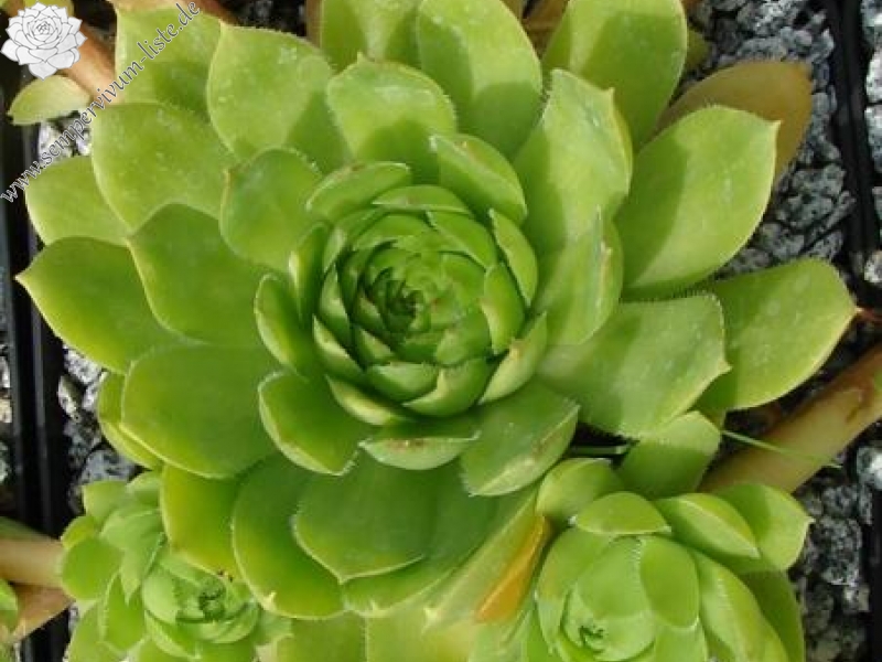 glabrifolium cf. from Mt. Aragac (Typ PH8008)
