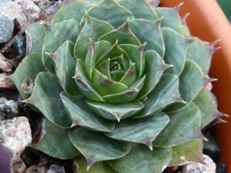Katjusa