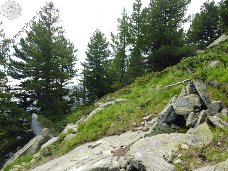 heuffelii from Stiv, nördl. Abhang