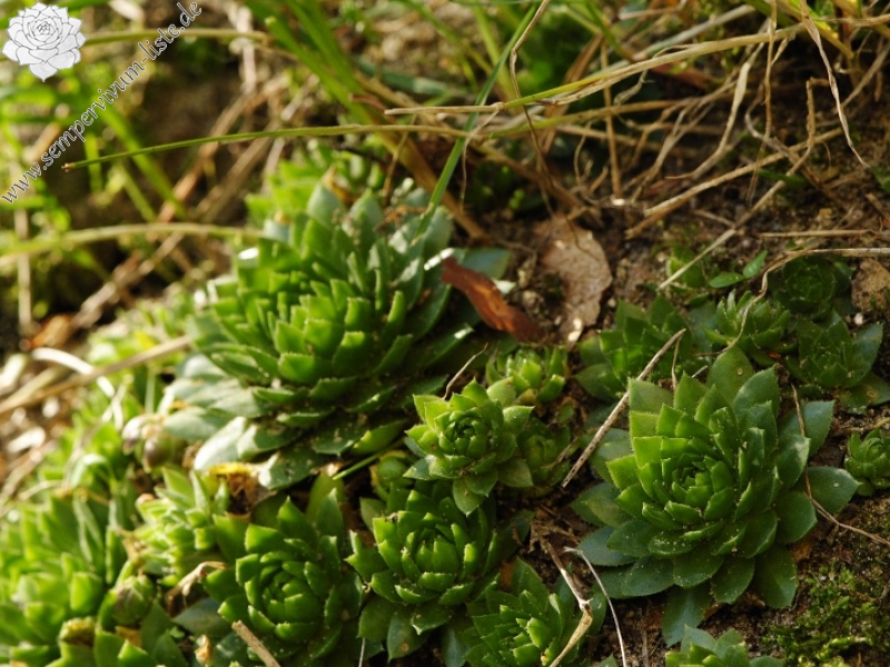 globiferum ssp. globiferum from Boseň, Burg Valečov