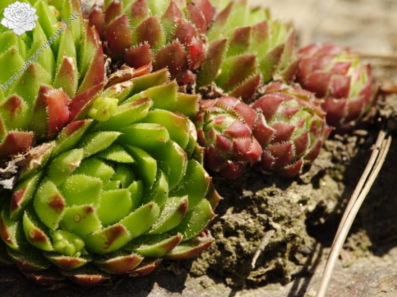 globiferum ssp. globiferum from Dobršín, Pumperk