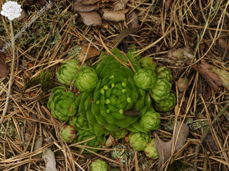 globiferum ssp. globiferum from Čerňovice (südöstl.)