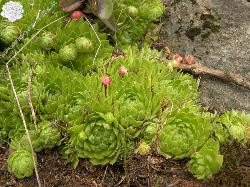 globiferum ssp. globiferum from Bečov nad Teplou, Eisenbahn