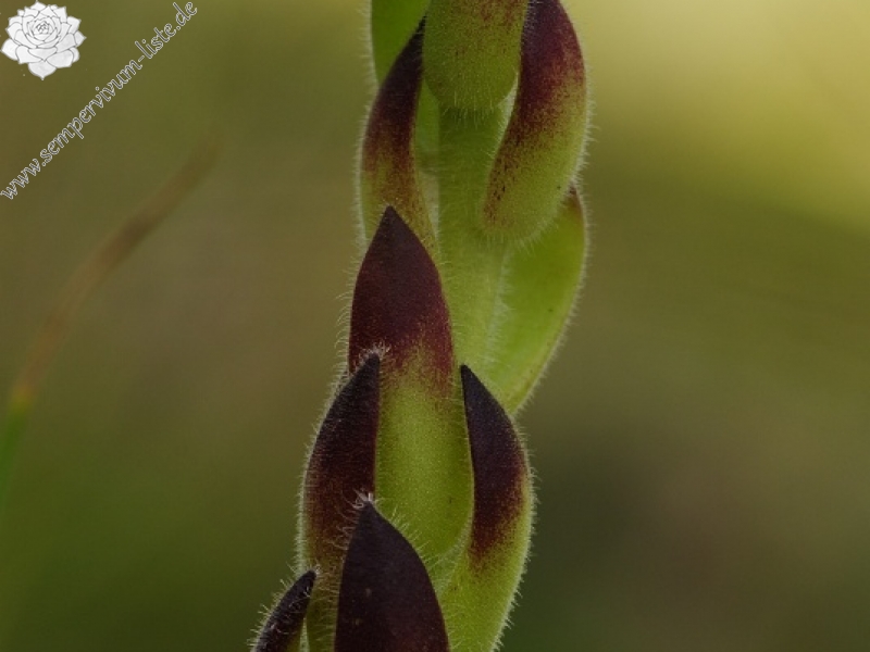 ciliosum x S. marmoreum from Lipova Livada (ü. d. Straße)