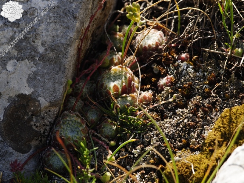 ciliosum ssp. ciliosum (galicicum) from Tepeno, östl. Abhang