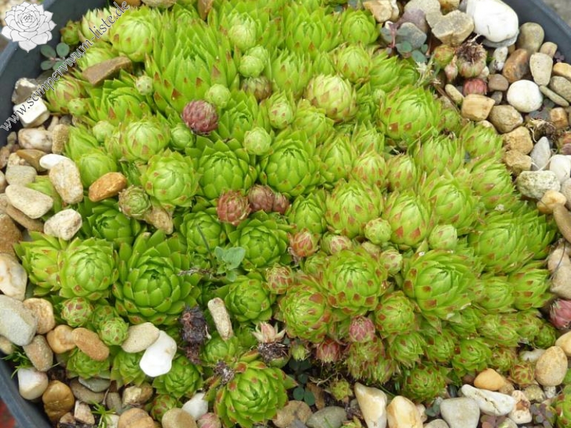 globiferum ssp. hirtum from Abfaltersbach