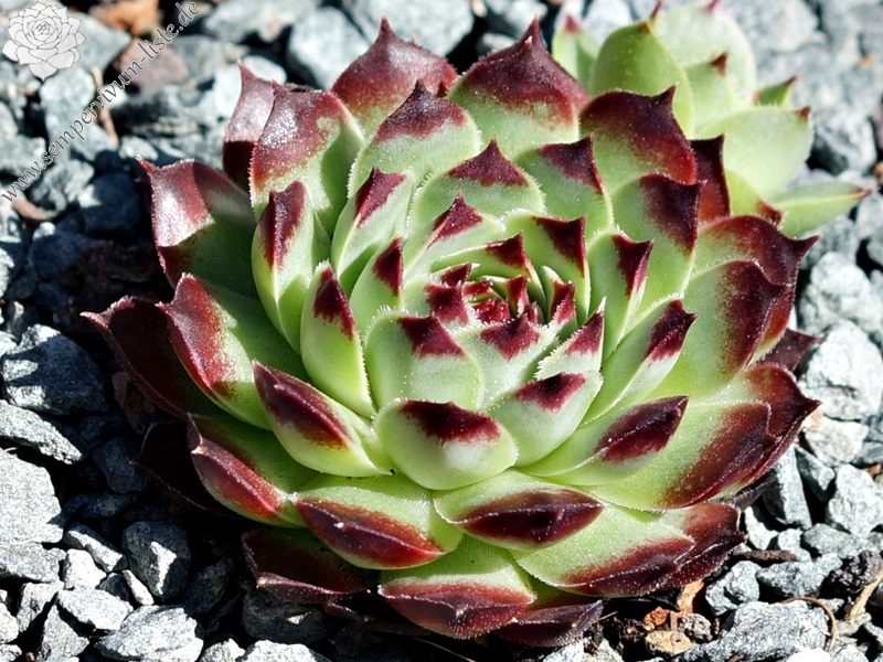 calcareum from Petite Céüse