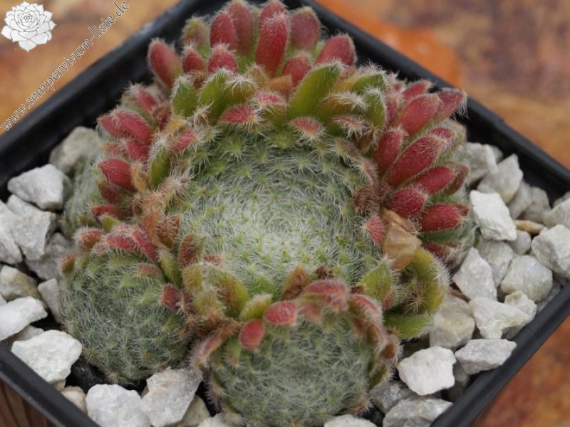 ciliosum ssp. ciliosum (borisii)