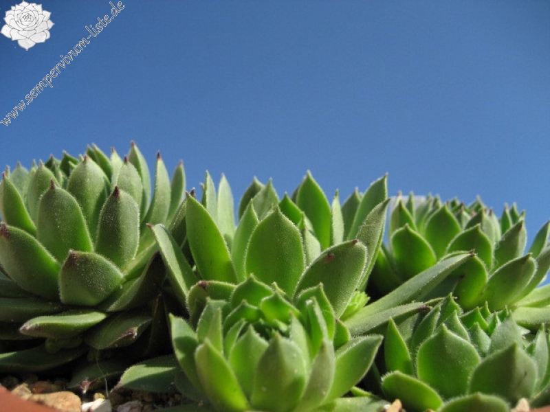 cantabricum ssp. urbionense from Picos de Urbión