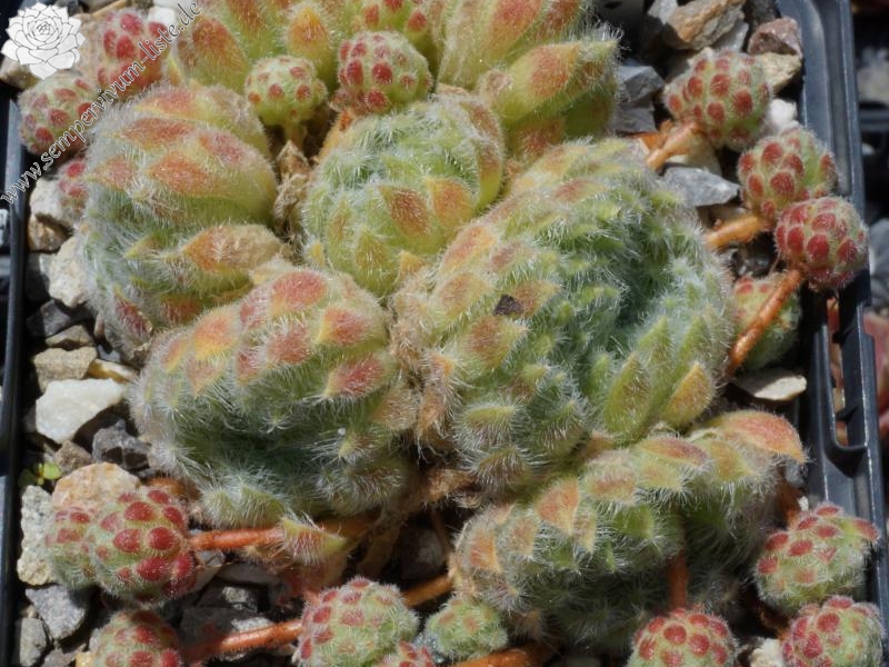 ciliosum ssp. ciliosum (borisii)