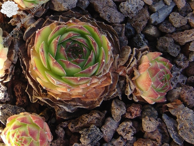 sp. from Nemrut Dagh