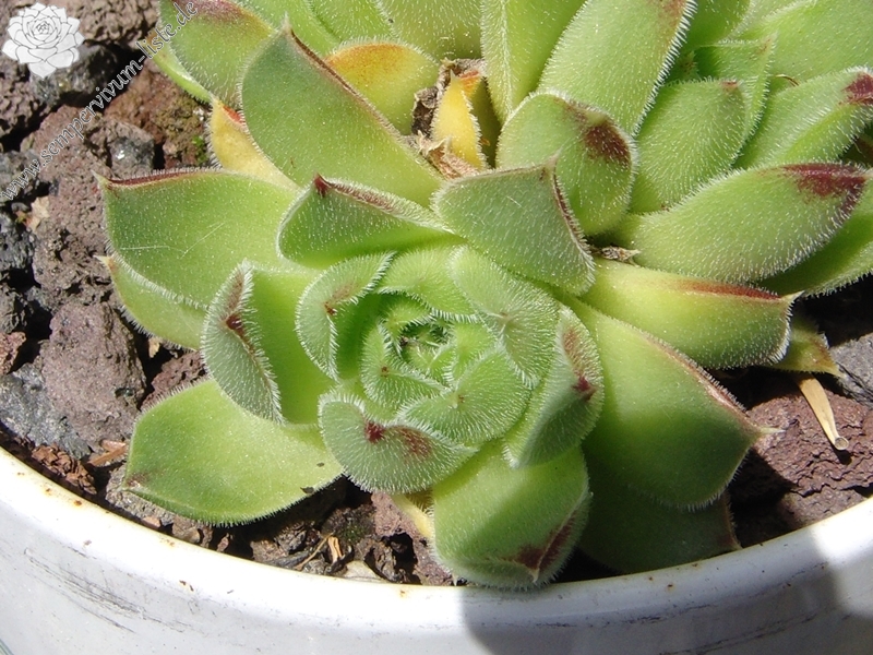 heuffelii from Pelister