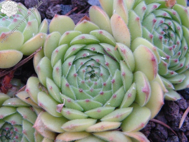 sp. from Nemrut Dagh